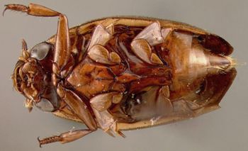 Media type: image;   Entomology 23059 Aspect: habitus ventral view